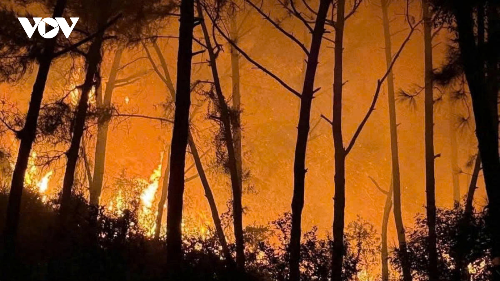 Over 400 people mobilised to contain Nghe An forest fire overnight
